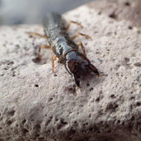 Aquatic macroinvertebrate on rock in the Gila River. Photo Credits: Mary Harner